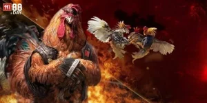Cá Cược Đá Gà M88 - Sân Chơi Gà Chọi Đá Đẳng Cấp Số 1