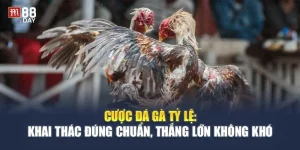 Tỷ Lệ Cược Đá Gà M88 Là Bao Nhiêu? Cập Nhật 2025